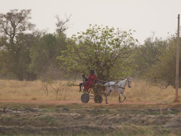 <h3><a href="/trips/gambia/biota/animalia/chordata/mammalia/perissodactyla/equidae/equus ferus/equus ferus-nl.html">Equus&nbsp;ferus</a> / Domesticated&nbsp;horse / Paard</h3>OM-1 Mark II met OLYMPUS M.150-400mm F4.5, 1/2000 sec  bij F4.5, ISO 500, afstand 222&nbsp;m